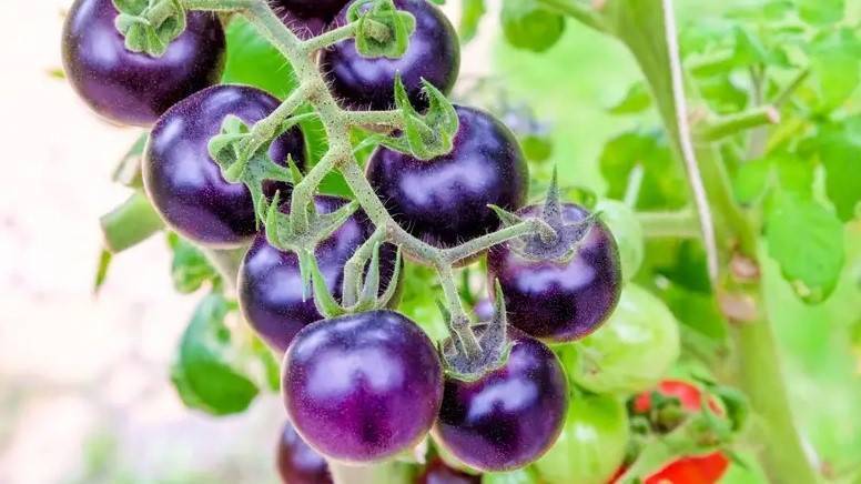 tomate violeta antocianinas|tomate violeta antocianinas